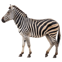 Close-up of zebra animal in motion isolated on transparent background. Side view png