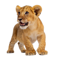 lion cub isolated on transparent background. Front view png
