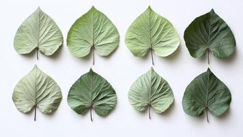 Eight Green Leaves on a White Background, Evenly Distributed Flat Lay photo