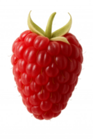 Fresh Red Raspberry Displaying Vibrant Color and Unique Texture Against a Plain Background png
