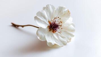 Isolated Delicate White Blossom With Stem on a Bright White Surface photo