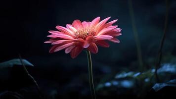 Vibrant Pink Gerbera Bloom Stands Out Against a Dark, Moody Background photo