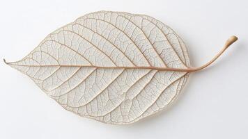a Delicate Skeletonized Leaf With Intricate Vein Details on White Background photo