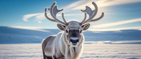 Reindeer in Arctic tundra snowy landscape bright daylight. photo