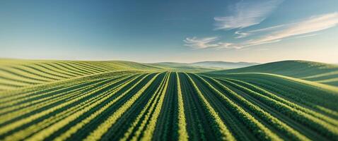 Aerial view of rolling green fields with structured rows photo