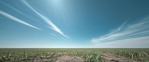 A field with grass and clouds in the sky photo