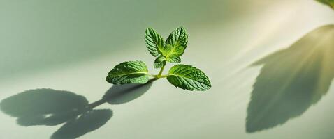 A small plant with leaves on a table photo