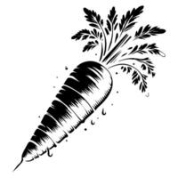 Carrot design, graphics vector