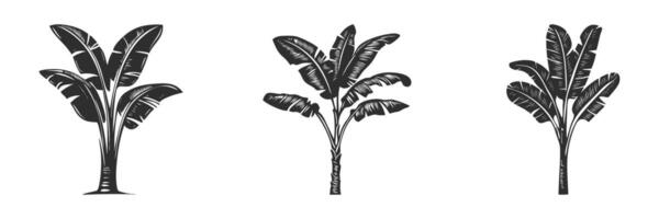 Banana Tree Silhouette Set. Tropical Foliage And Nature Elements Isolated Illustration Collection vector