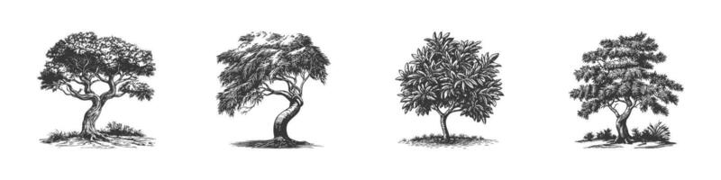 Four Distinct Tree Illustrations Set In Vintage Style. Nature And Growth Themes In Hand Drawn Sketch Style. Isolated Illustration vector