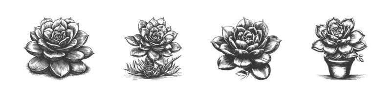 Succulent Plant Illustrations Set In Vintage Style. Botanical Art And Nature Aesthetics In Hand Drawn Sketch Style. Isolated Illustration vector