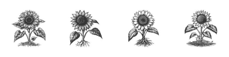 Sunflower Growth Stages Illustration Set In Vintage Style. Botanical Development And Nature Cycle In Hand Drawn Sketch Style. Isolated Illustration vector