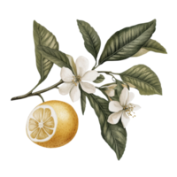 Botanical lemon branch with white flowers and green leaves png