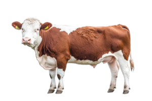 Side view of brown and white cow with ear tags png