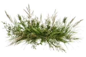 Diverse array of wild grass species with detailed foliage png