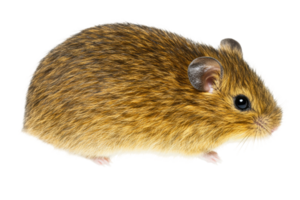 Close-up of brown mouse with soft fur and whiskers png