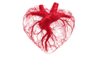 Detailed human heart model with arteries and veins in red png