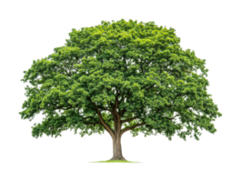 Majestic oak tree with lush green canopy and strong trunk png