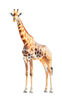 Tall giraffe standing gracefully with patterned coat and long neck in profile view png