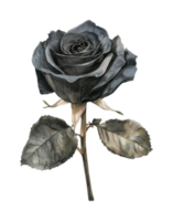 Detailed close-up of a black rose with leaves png