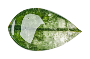 Close-up of a single green leaf with visible patterns and texture png