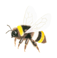 Detailed illustration of a flying bumblebee with translucent wings png