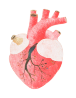 Anatomical drawing of a human heart with detailed vessels and structures png