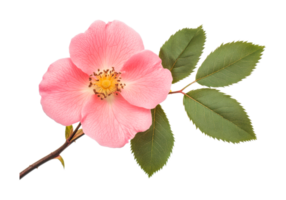 Single pink rose with green leaves in full bloom close-up png