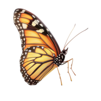 Butterfly Orange Colorful Insect Nature Decorative Item Symbolizing Transformation and Natural Beauty, Perfect for Adding Color and Whimsy to Garden Spaces png