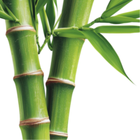 Green Bamboo Stalks Representing Zen and Growth, A NatureInspired Minimalist Design Element Bringing Calm and Balance to Any Space, Ideal for Modern Interior Decor or Spiritual Ambiance Enhancement, png