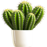 Green Cactus Potted Plant,Minimalist green cactus in a charming pot, embodying natures beauty, simplicity, and elegance, perfect for home dcor serene desert touch and lowmaintenance charm. png