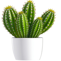 Potted Cactus Green Spines in a White Pot, Highlighting Natural Texture and Rustic Decor Whimsical Charm for a Cozy and Earthy Indoor Botanical Display png