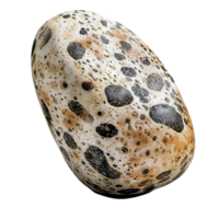 Speckled Egg in Brown and White Pattern Displaying Natural Texture and a Delicate Shell that Serves as a Unique Decorative Piece Celebrating Organic Beauty and Simplicity png