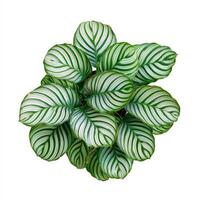 Top view of calathea orbifolia with lush green and white striped leaves photo