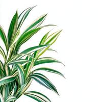 Vibrant green dracaena leaves with white stripes on white background photo