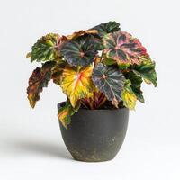 Vibrant begonia rex in rustic black pot on white background photo