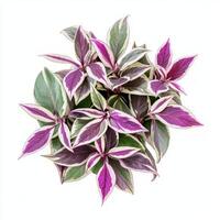 Vibrant pink and green tradescantia leaves in circular arrangement photo