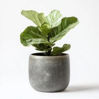 Fiddle leaf fig plant in gray pot on white background photo
