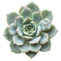 Close-up of vibrant green echeveria succulent with symmetrical leaves photo