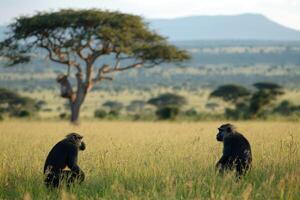 Two monkeys interacting in african savannah with acacia trees in background photo