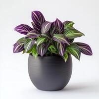 Vibrant calathea vittata in contemporary gray pot on white background photo