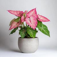 Vibrant caladium plant in gray pot with pink and green leaves photo