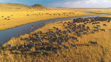 Aerial view of zebras and wildebeests migrating across african savannah landscape photo