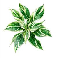 Vibrant green and white striped leaves on a white background photo