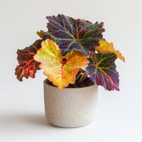 Colorful begonia plant with vibrant leaves in ceramic pot against white background photo