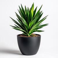 Vibrant green potted yucca plant against white background photo