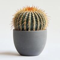 Golden barrel cactus in modern grey pot with spiky texture photo