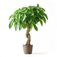 Lush green money tree with braided trunk in brown pot photo