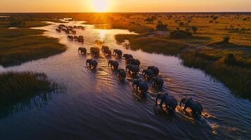 Herd of elephants crossing river at sunset in african savannah photo