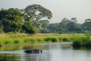 Serene river landscape with hippopotamus and lush trees in african wilderness photo